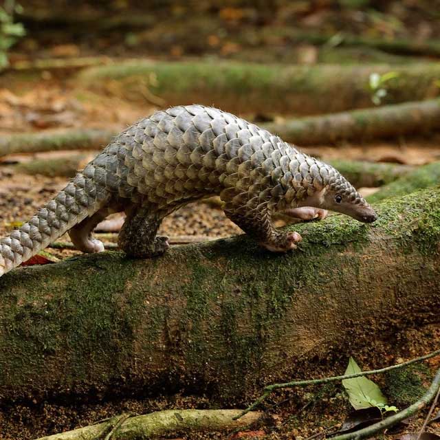 The Java pangolin is a species that only lives in Southeast Asia, including Vietnam.