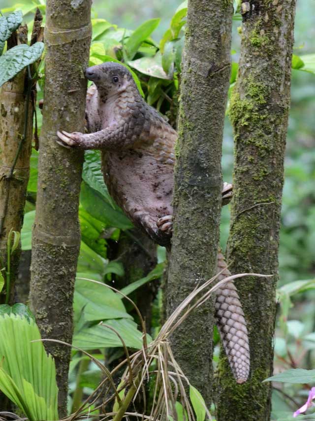 The Java pangolin is an excellent climber and swimmer.