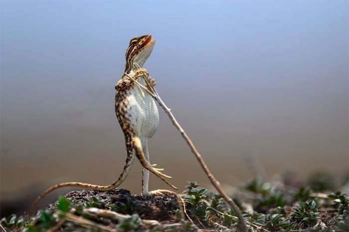 Female Lizard