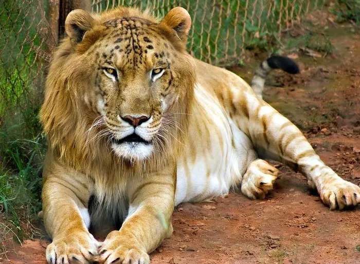 Tigon (male tiger and female lion)