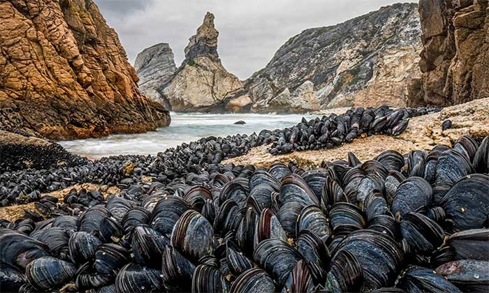 Clinging Sea Slugs