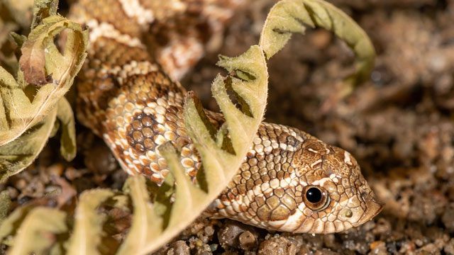 The snake's stomach secretes a mixture of acid and digestive enzymes to break down prey tissues.