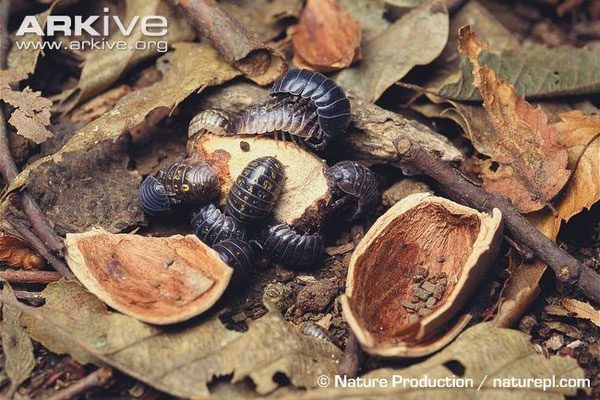 Death-feeding insects that will give you chills