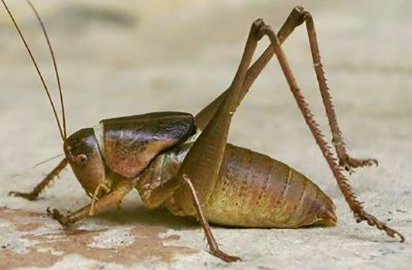 Death-feeding insects that will give you chills