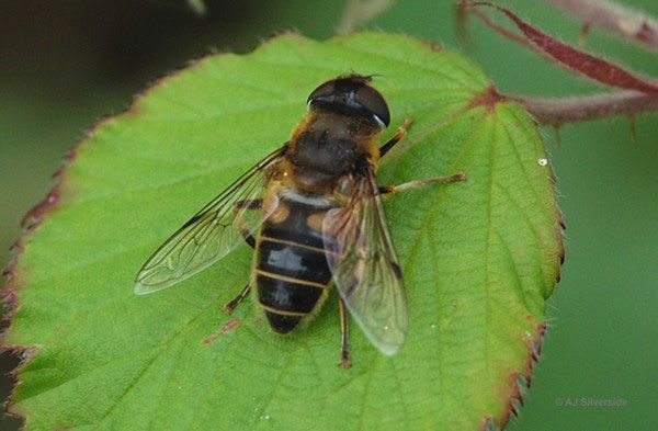 Death-feeding insects that will give you chills