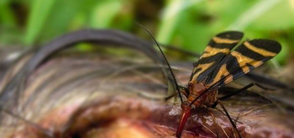 Death-feeding insects that will give you chills