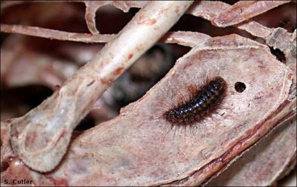 Death-feeding insects that will give you chills