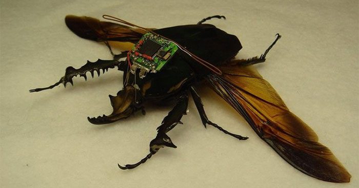 Remote-Controlled Insects