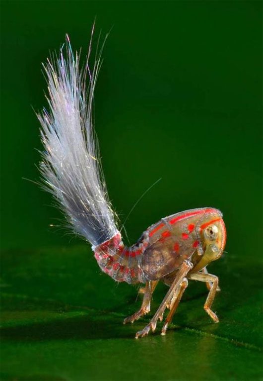 Newly discovered insect with "electric hair"