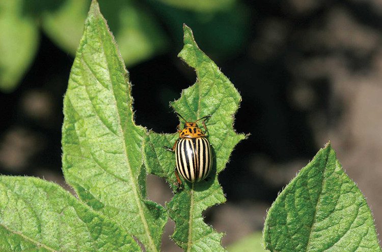 A harmful leaf-eating insect for crops.