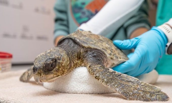 A Kemp's ridley turtle being examined at the New England Aquarium's sea turtle hospital.