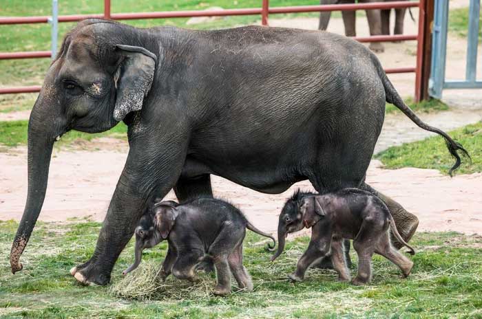 Elephant meat differs significantly from pork in fat content.