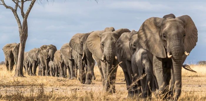 Elephant meat and pork have distinct differences in muscle texture.