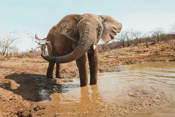 Elephants Give Birth to One Calf at a Time