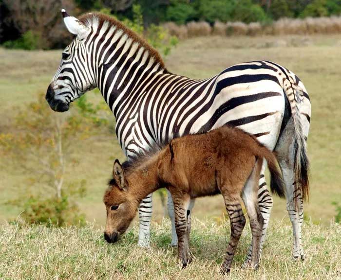 Zebroid (zebra and horse)