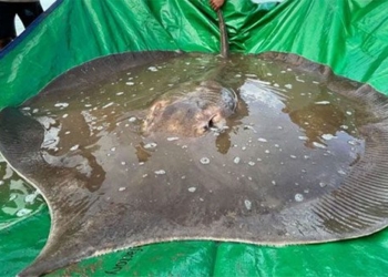 confirm the largest sweetwater fish in the world on the mekong river 130165