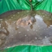 confirm the largest sweetwater fish in the world on the mekong river 130165