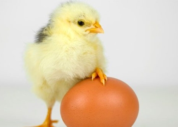 course find ways help chickens gain weight without using antibiotics 137378