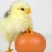 course find ways help chickens gain weight without using antibiotics 137378