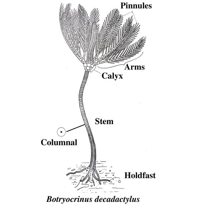 Structure of the crinoid.