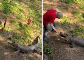 crocodile attacks man who hits it with a hoe no miss 121336