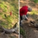 crocodile attacks man who hits it with a hoe no miss 121336