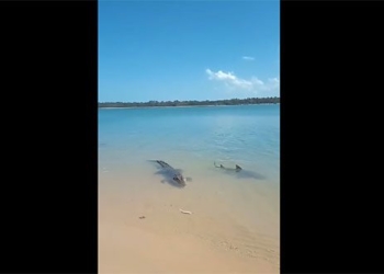 crocodile uses sandwich with maps right on the beach 136858