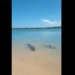 crocodile uses sandwich with maps right on the beach 136858