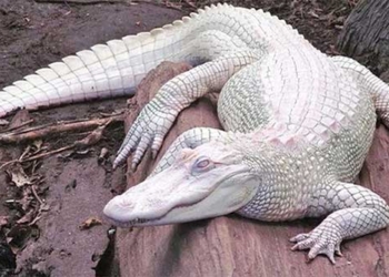 crocodile white rarity to what extent 137013