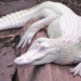 crocodile white rarity to what extent 137013