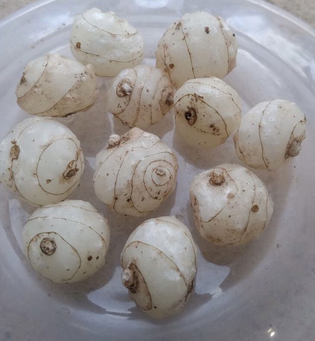 Close-up of the one-leaf plant tuber