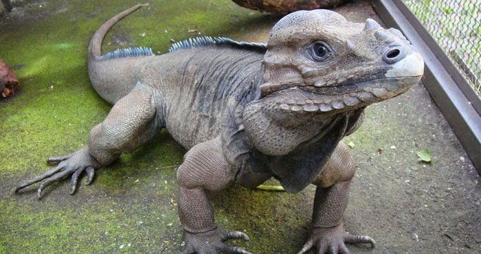 Rhinoceros Iguana