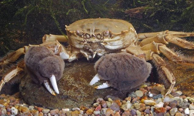 Close-up of a Chinese mitten crab.