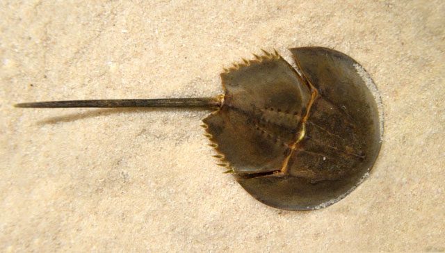 Horseshoe Crab