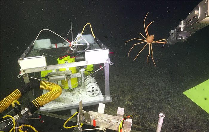 ROV Jason pulling the spider crab from its hiding place atop the seismometer.