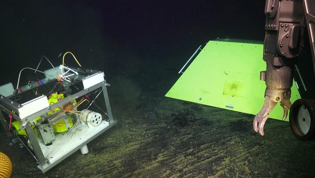 The spider crab wanting to nest in the seismometer.