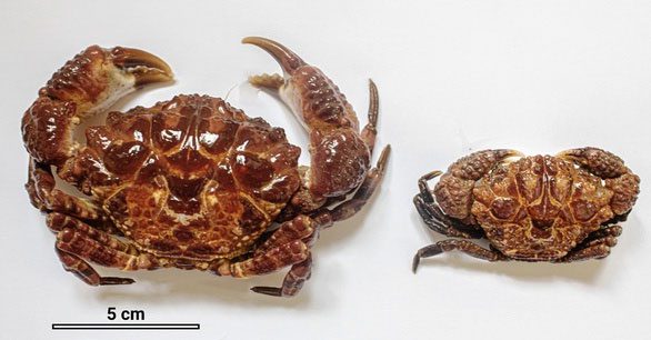 Specimen of Fan Crab Demania renaudii.