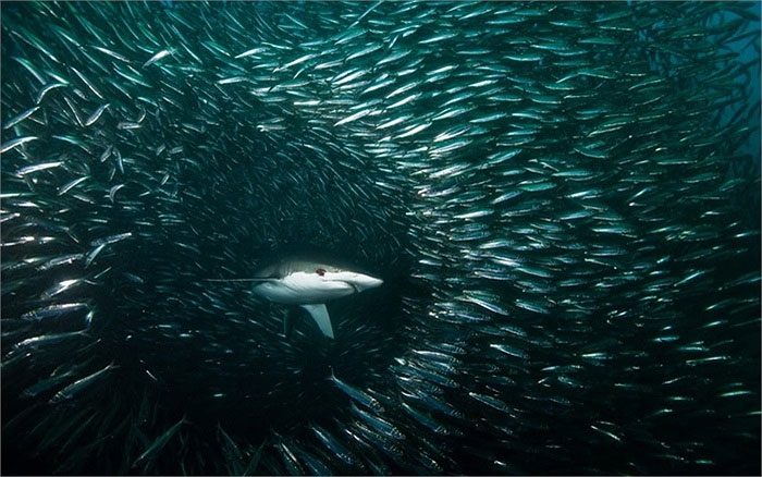 A school of sardines swimming past a shark during their migration.