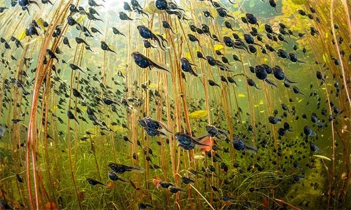 Tadpole Migration