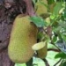 cure diseases from jackfruit 1278