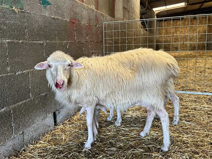 A sheep suffering from Bluetongue in Sardinia.