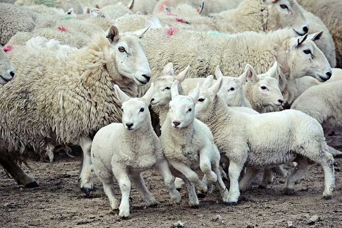 Sheep are intelligent animals that typically live in groups.