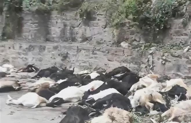 The mass suicide of 1,500 sheep in Turkey surprised many witnesses.