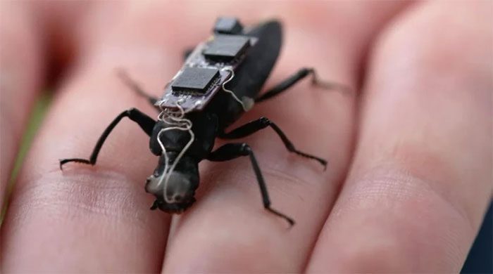 Researchers in Australia attach "backpacks" to beetles and cockroaches to control their movements