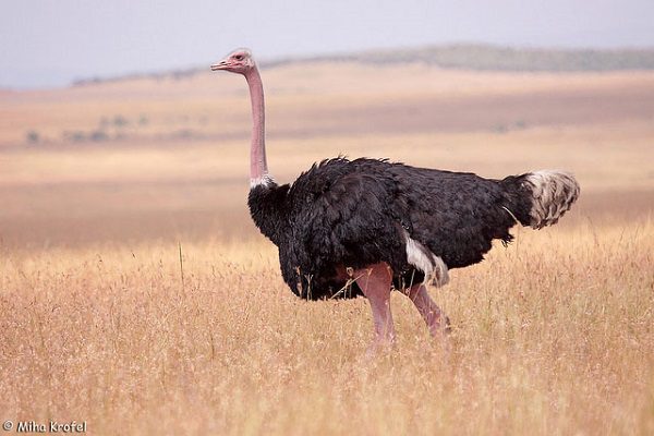 Ostrich