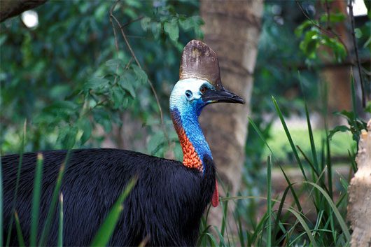 Animal world in tropical rainforests