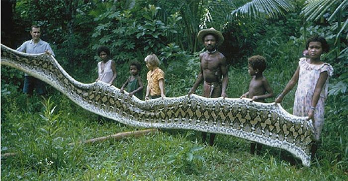 A giant reticulated python caught and skinned by Agta people.