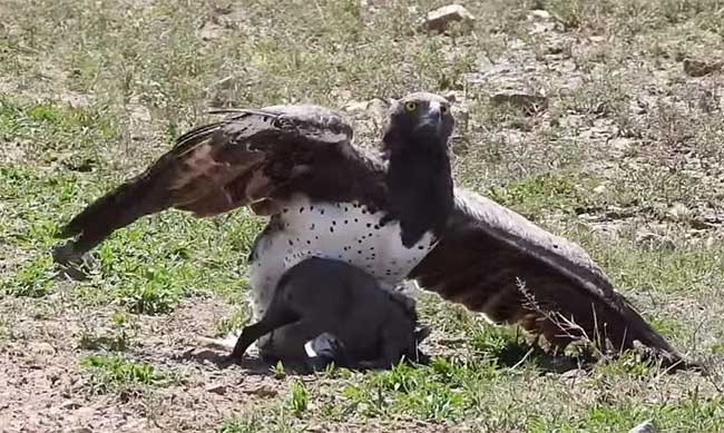 Martial Eagle is the largest eagle in Africa