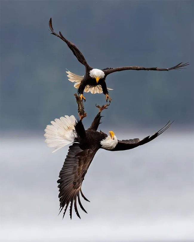 Bald Eagle Fight