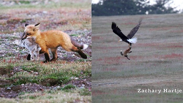 The fox struggles with the eagle for its prey in the air.